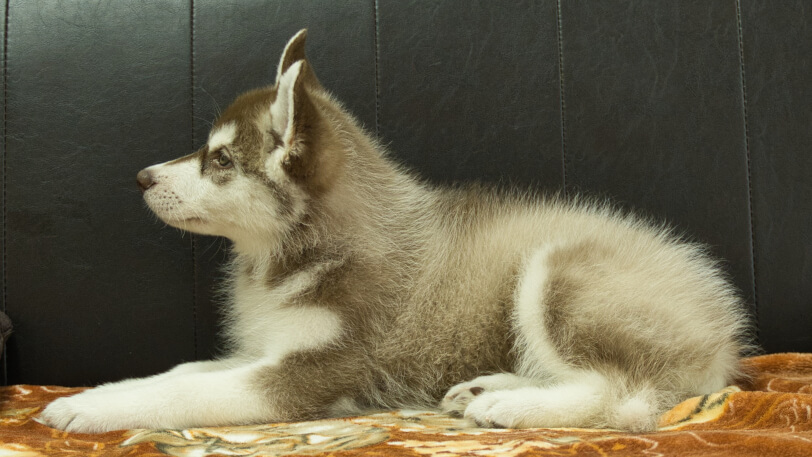 シベリアンハスキー子犬の写真No.202602162左側面5月4日現在