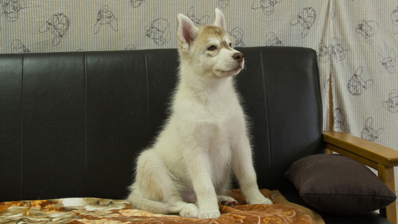 シベリアンハスキー子犬の写真No.202602163-5 5月4日現在