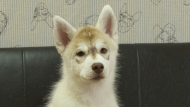 シベリアンハスキー子犬の写真No.202602163正面5月4日現在