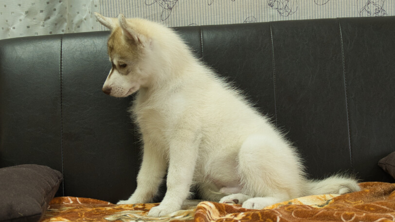 シベリアンハスキー子犬の写真No.202602163左側面5月4日現在