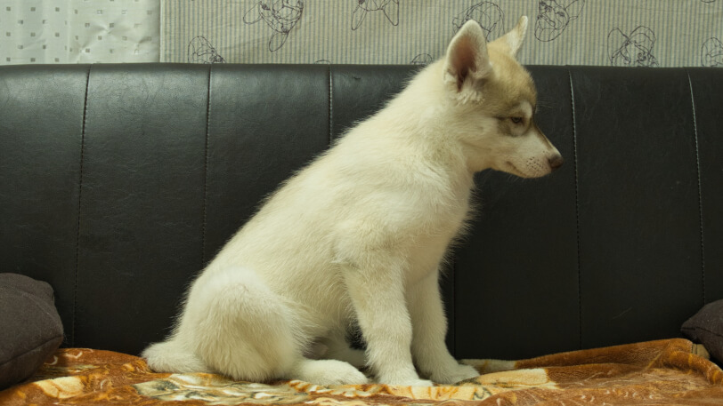 シベリアンハスキー子犬の写真No.202602164右側面5月4日現在