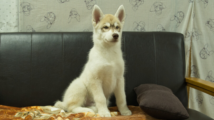 シベリアンハスキー子犬の写真No.202602164-5 5月4日現在