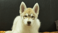 シベリアンハスキー子犬の写真No.202602164正面5月4日現在