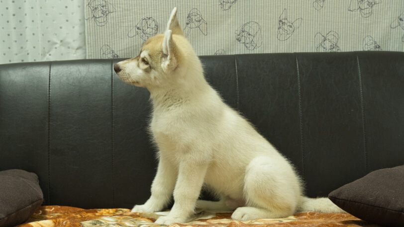 シベリアンハスキー子犬の写真No.202602164左側面5月4日現在
