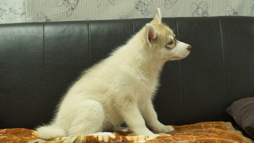 シベリアンハスキー子犬の写真No.202602166右側面5月4日現在