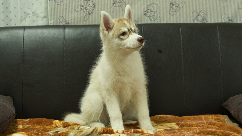 シベリアンハスキー子犬の写真No.202602166-5 5月4日現在
