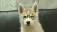 シベリアンハスキー子犬の写真No.202602166正面5月4日現在