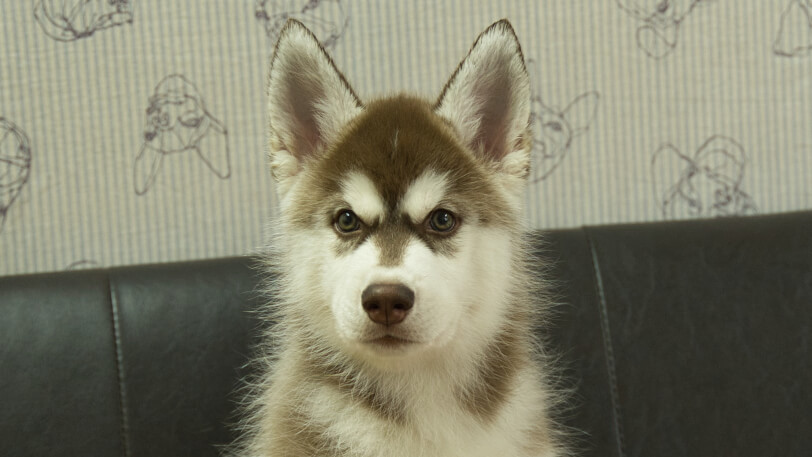 シベリアンハスキー子犬の写真No.202602161正面5月4日現在