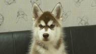 シベリアンハスキー子犬の写真No.202602161正面5月4日現在