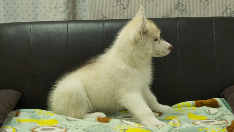 シベリアンハスキー子犬の写真No.202602222右側面5月7日現在