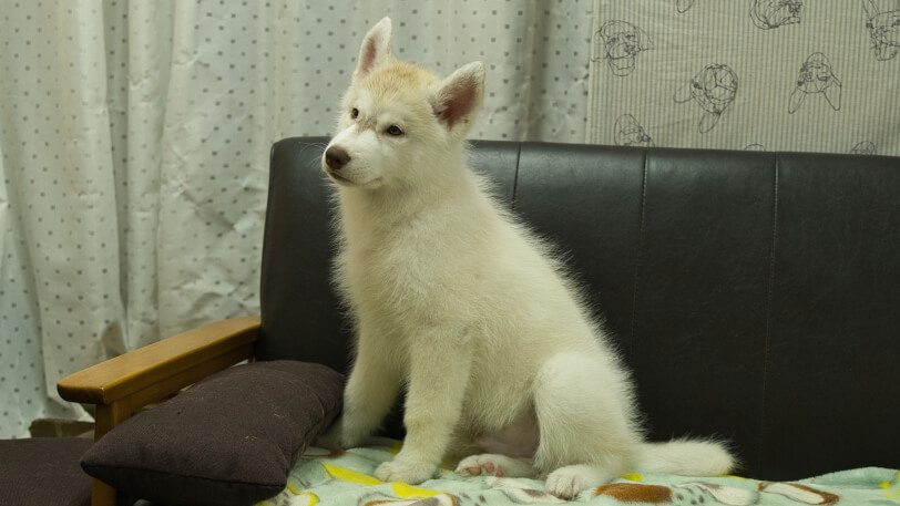 シベリアンハスキー子犬の写真No.202602222-4 5月7日現在