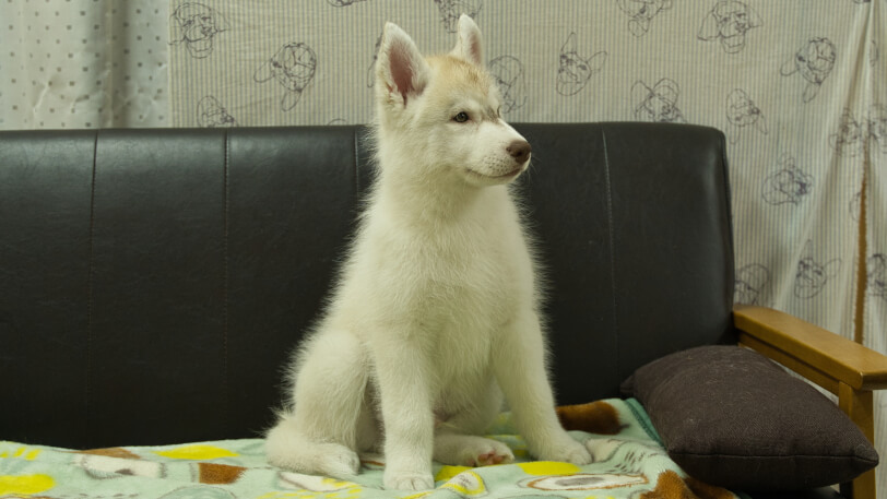シベリアンハスキー子犬の写真No.202602222-5 5月7日現在