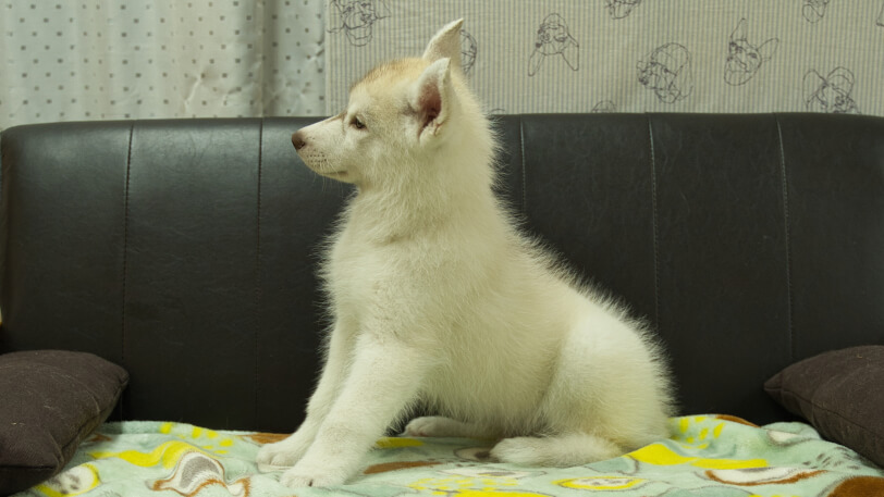 シベリアンハスキー子犬の写真No.202602222左側面5月7日現在