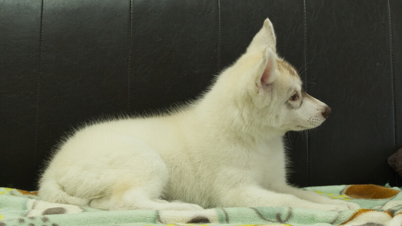 シベリアンハスキー子犬の写真No.202602225右側面5月7日現在