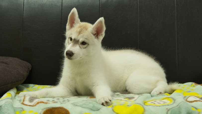 シベリアンハスキー子犬の写真No.202602225-4 5月7日現在