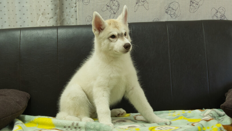 シベリアンハスキー子犬の写真No.202602225-5 5月7日現在