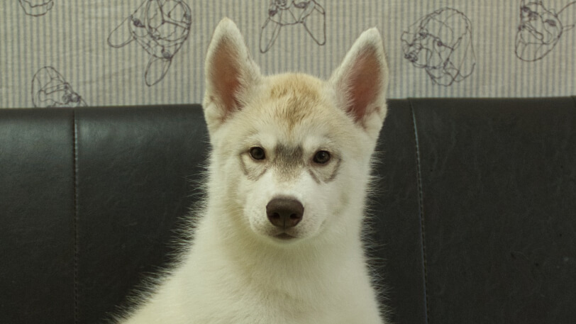 シベリアンハスキー子犬の写真No.202602225正面5月7日現在
