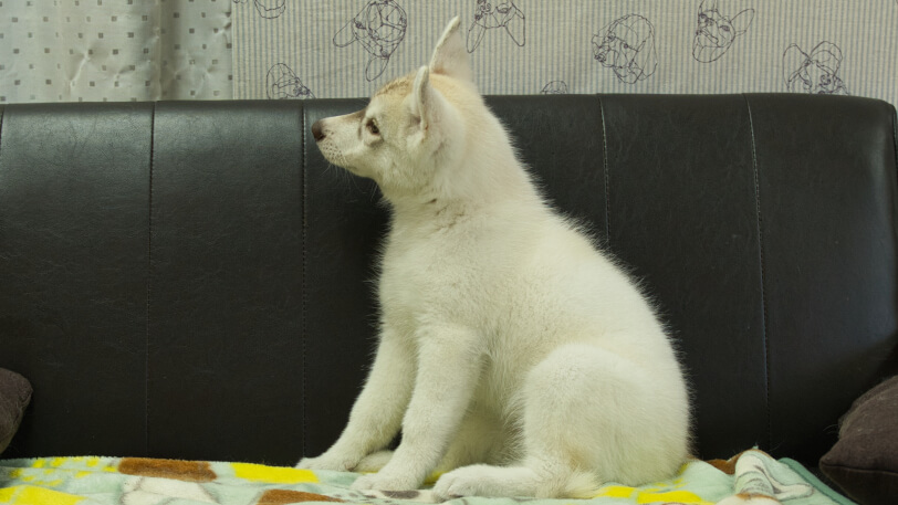 シベリアンハスキー子犬の写真No.202602225左側面5月7日現在