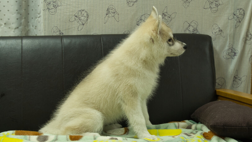 シベリアンハスキー子犬の写真No.202602171右側面5月7日現在