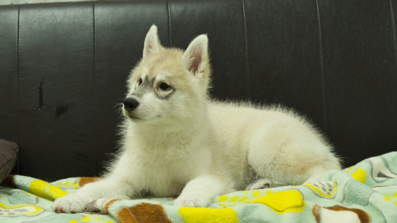 シベリアンハスキー子犬の写真No.202602171-4 5月7日現在