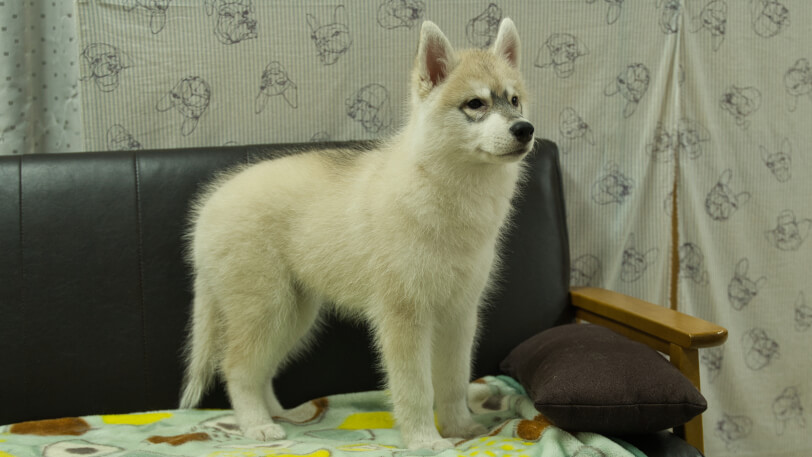シベリアンハスキー子犬の写真No.202602171-5 5月7日現在