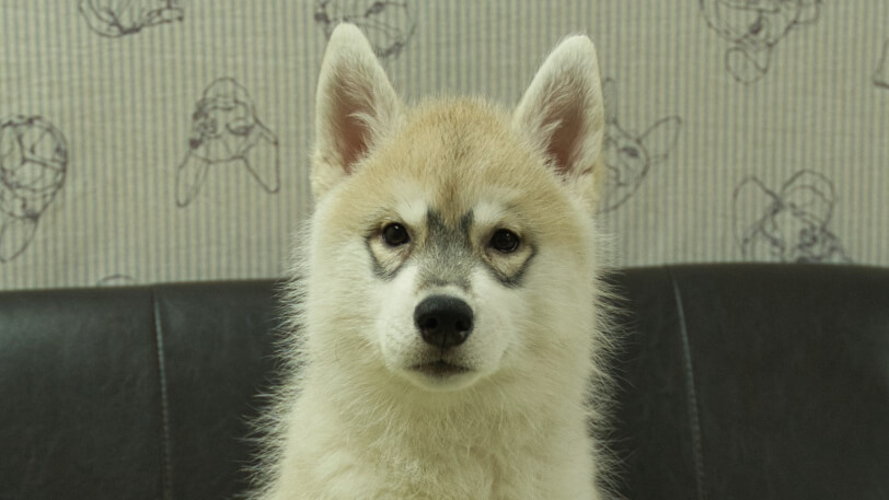 シベリアンハスキー子犬の写真No.202602171正面5月7日現在
