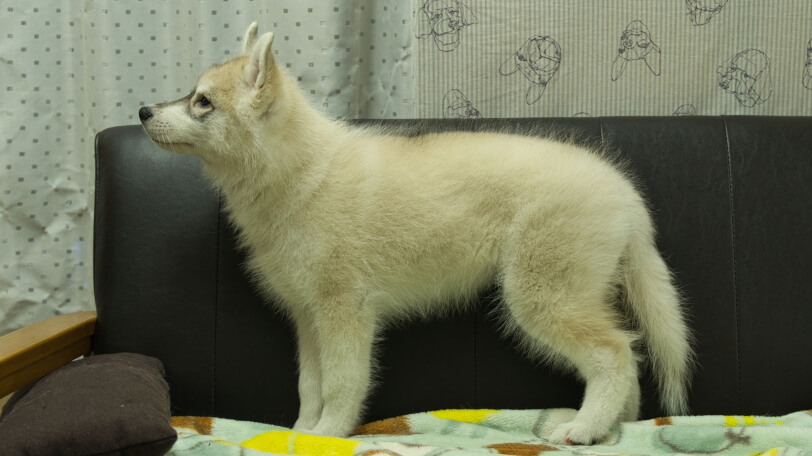 シベリアンハスキー子犬の写真No.202602171左側面5月7日現在