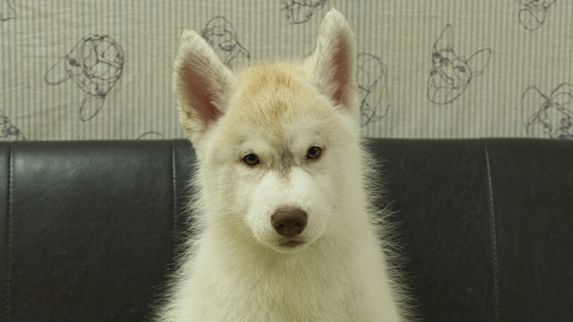 シベリアンハスキー子犬の写真No.202602222正面5月7日現在