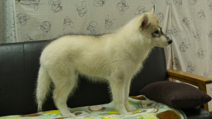 シベリアンハスキー子犬の写真No.202602171右側面5月26日現在