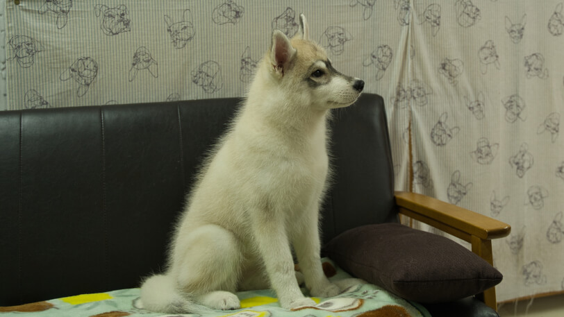シベリアンハスキー子犬の写真No.202602171-5 5月26日現在