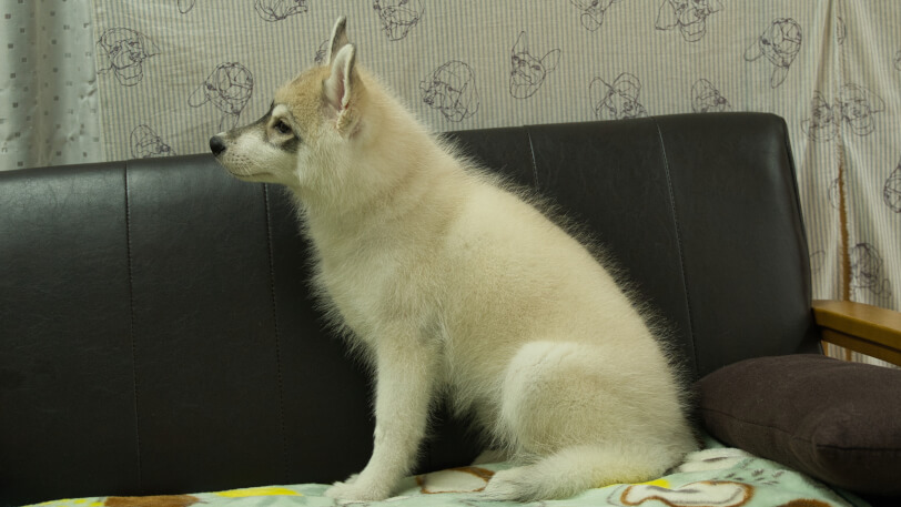 シベリアンハスキー子犬の写真No.202602171左側面5月26日現在
