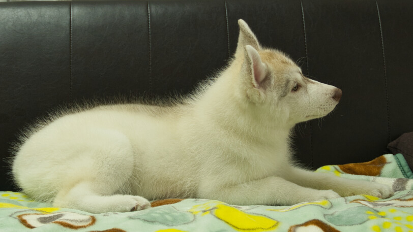 シベリアンハスキー子犬の写真No.202602222右側面5月26日現在