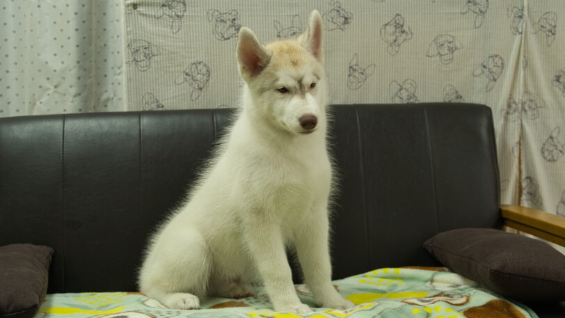 シベリアンハスキー子犬の写真No.202602222-5 5月26日現在