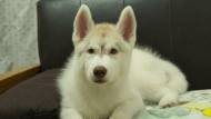 シベリアンハスキー子犬の写真No.202602222正面5月26日現在