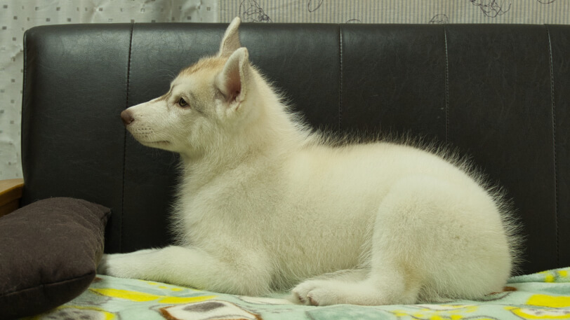 シベリアンハスキー子犬の写真No.202602222左側面5月26日現在