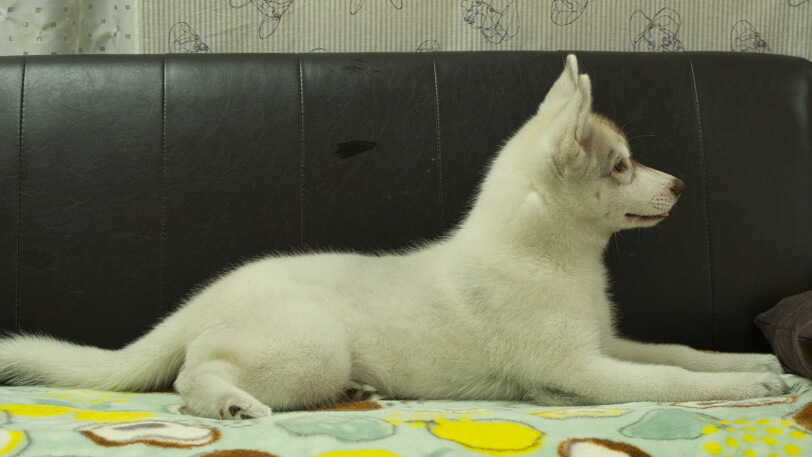 シベリアンハスキー子犬の写真No.202602225右側面5月26日現在