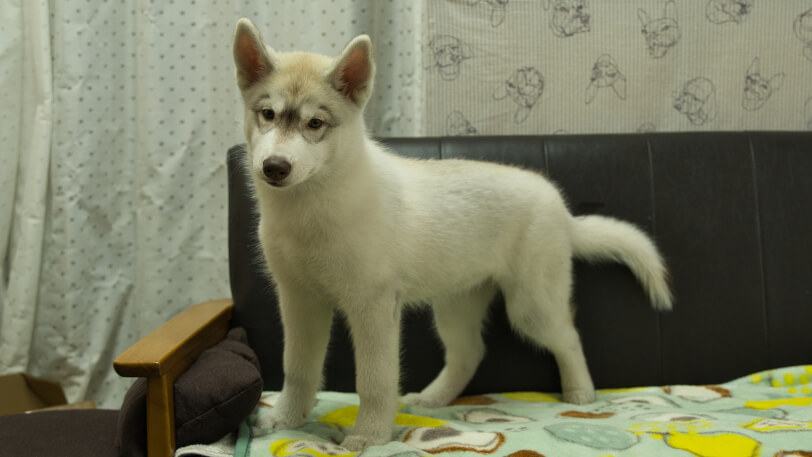 シベリアンハスキー子犬の写真No.202602225-4 5月26日現在