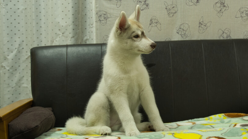 シベリアンハスキー子犬の写真No.202602225-5 5月26日現在