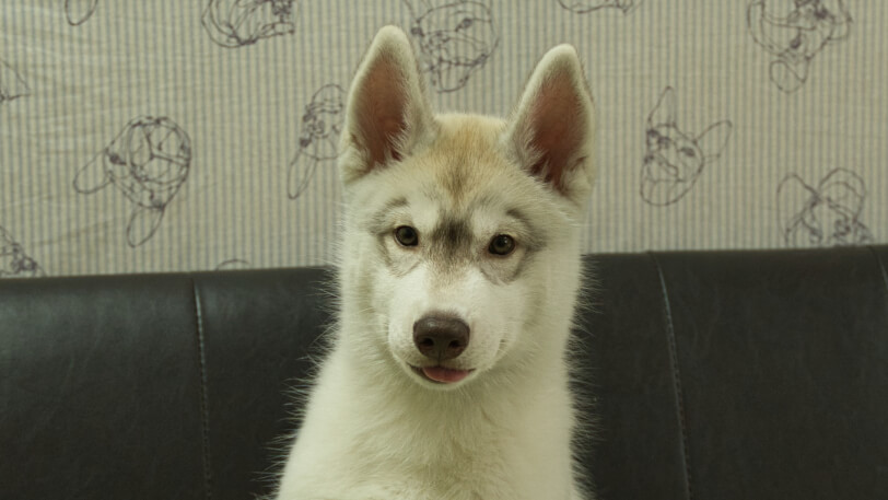 シベリアンハスキー子犬の写真No.202602225正面5月26日現在