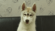 シベリアンハスキー子犬の写真No.202602225正面5月26日現在