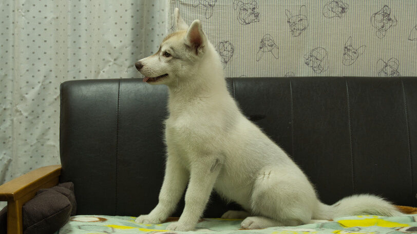 シベリアンハスキー子犬の写真No.202602225左側面5月26日現在