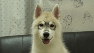 シベリアンハスキー子犬の写真No.202602171正面5月26日現在