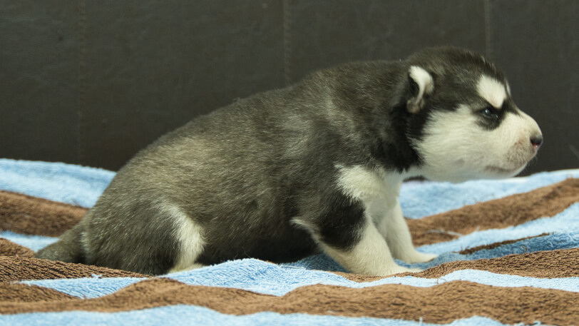 シベリアンハスキー子犬の写真No.202605171右側面5月29日現在