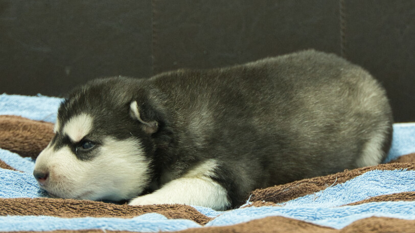 シベリアンハスキー子犬の写真No.202605171-4 5月29日現在