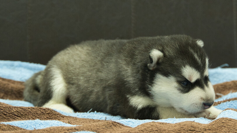 シベリアンハスキー子犬の写真No.202605171-5 5月29日現在