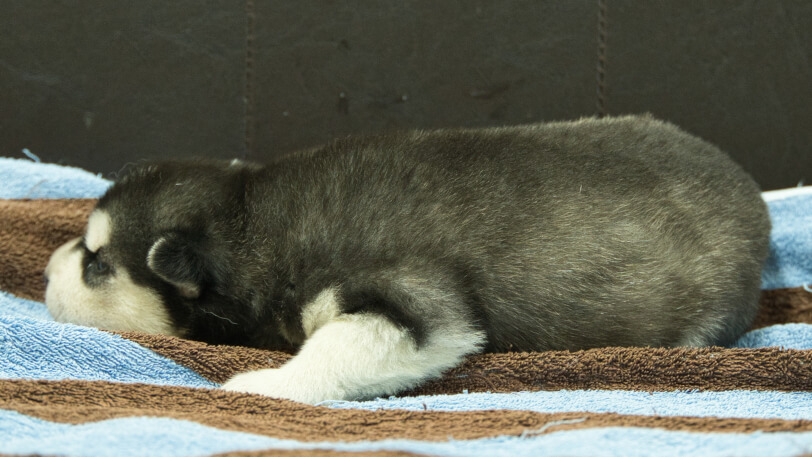 シベリアンハスキー子犬の写真No.202605171左側面5月29日現在