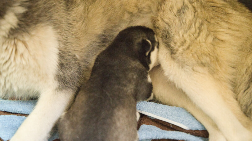 2026年5月17日生まれのシベリアンハスキーの子犬