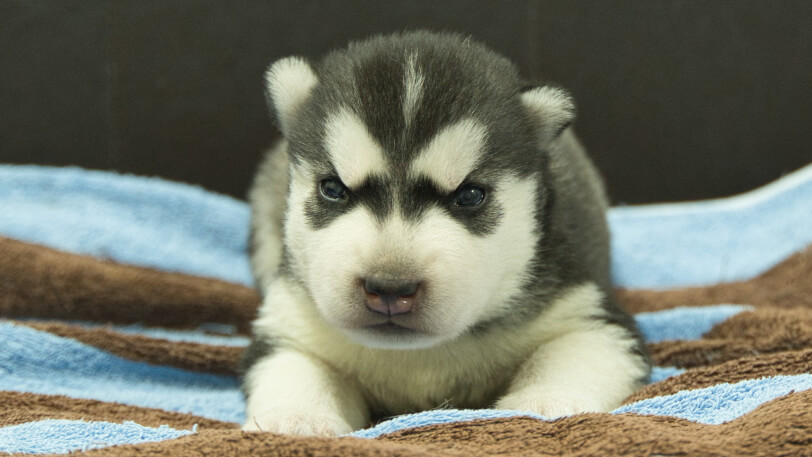 シベリアンハスキー子犬の写真No.202605171正面5月29日現在