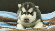 シベリアンハスキー子犬の写真No.202605171正面5月29日現在