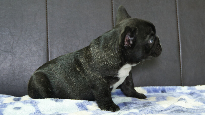 フレンチブルドッグ子犬の写真No.202604101右側面6月9日現在